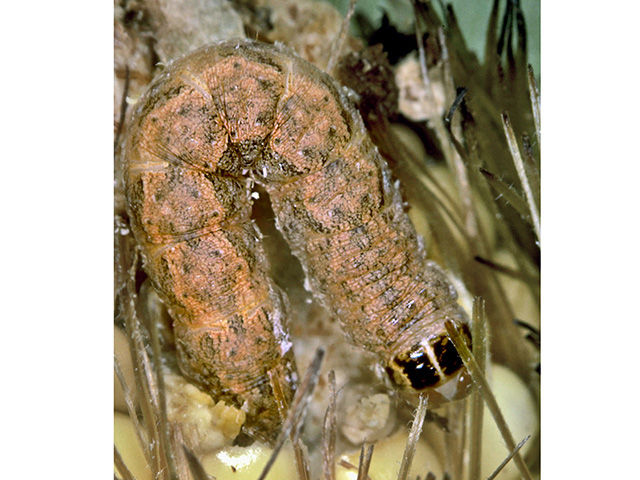 Secondary lepidopteran pests, such as the western bean cutworm, have evolved resistance to Bt corn in recent years, Image by Frank Peairs, Colorado State University
